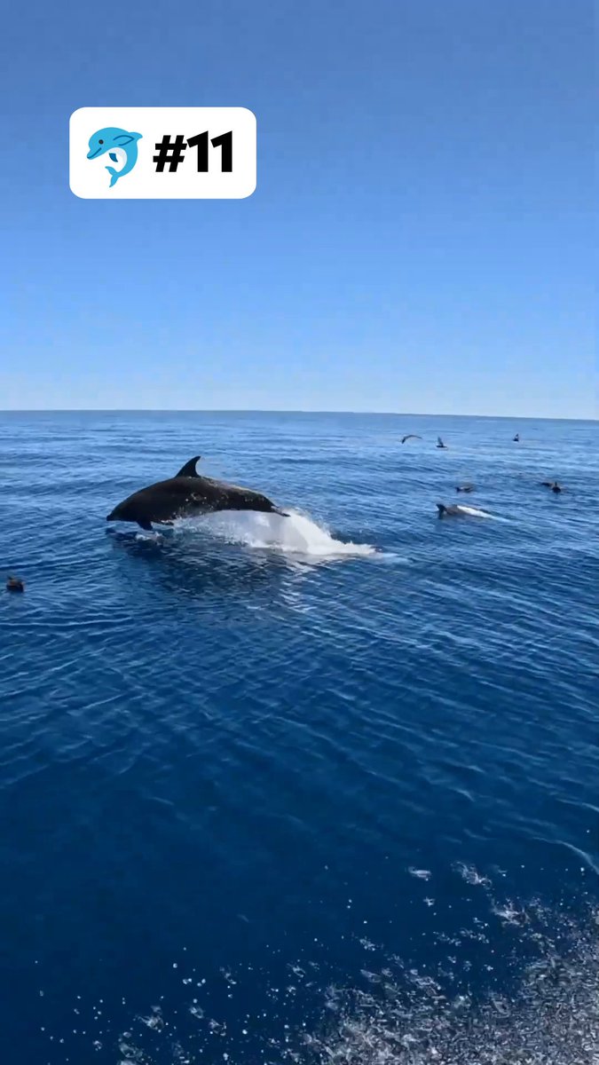 these dolphins just really love hanging with Australian creator Field Days →