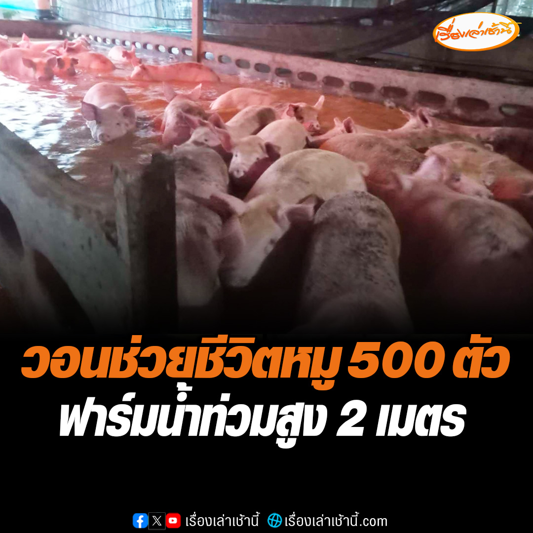 เจ้าของฟาร์มหมู จ.สงขลา วอนช่วยชีวิตหมูอายุ 4 เดือน เกือบ 500 ตัว อยู่ระหว่างรอขายให้บริษัท มูลค่าราว 4 ล้านบาท ออกจากพื้นที่ หลังกระแสน้ำเชี่ยวกรากท่วมสูง 2 เมตร ไม่สามารถเข้าไปได้ #เรื่องเล่าเช้านี้ #ข่าวช่อง3 #น้ำท่วม #สงขลา