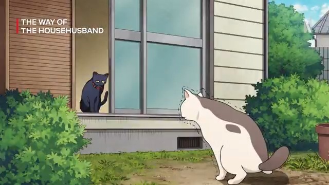 Perbedaan kucing liar VS. kucing rumahan 🤣