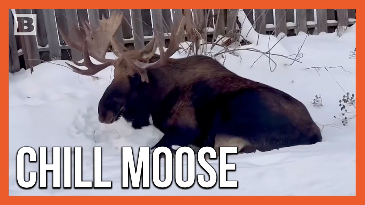 Moose be chillin