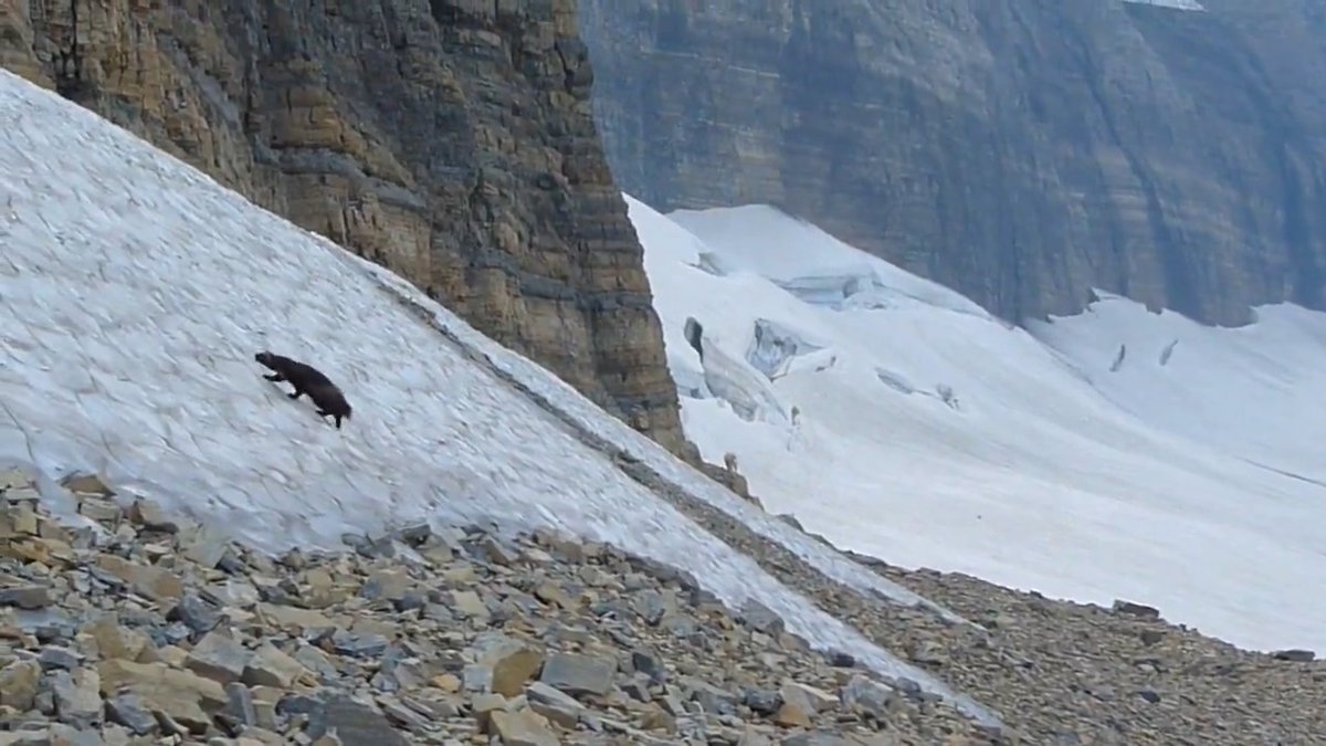Fierce, bold, and relentless, wolverines embody the untamed spirit of the wild. These tenacious creatures thrive in the remote and rugged wilderness of the U.S., enduring extreme cold and navigating harsh landscapes, like those at @glaciernps. Video by Erik Peterson / NPS