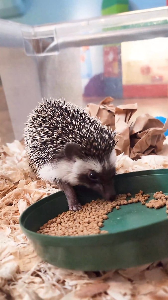 Saturday snack time for Dean the hedgehog! 🦔 Fun fact: Dean is also here with his brother, Sam, named after the brothers from Supernatural!