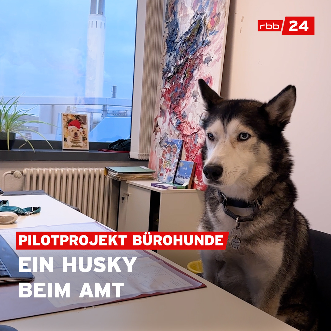 Ein Hund im Büro? Ja, das ist der wahre Traum der Mitarbeiter:innen des Bezirksamts in Spandau. Nanuk ist seit einer Woche Teil des Teams – zur Freude aller. Habt ihr auch einen Hund bei euch auf der Arbeit?