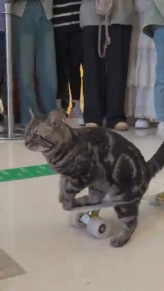 World's fastest cat on a skateboard