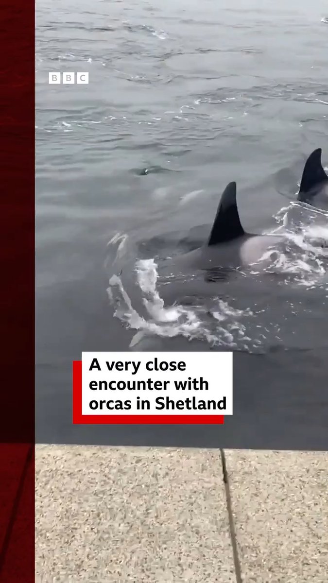 A pod of orcas has caused a stir by swimming up alongside onlookers in Lerwick 🌊 More ➡️