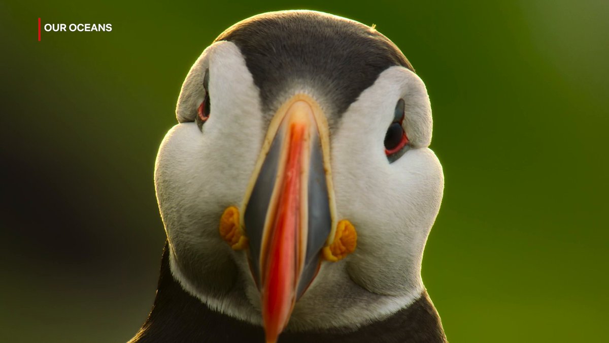 Look at this puffin. We're not talking enough about puffins. (📺: Our Oceans)