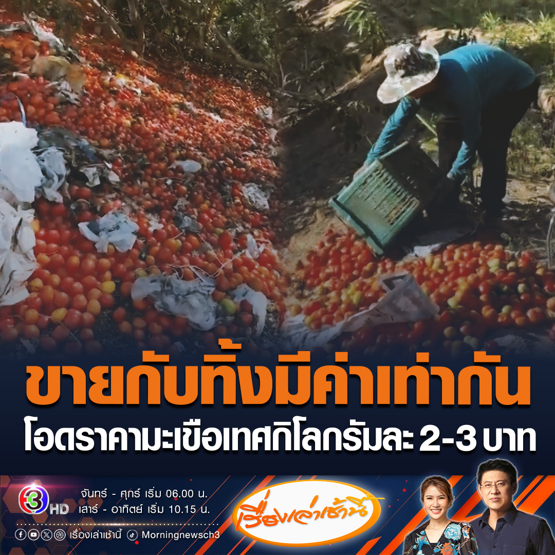 #เรื่องเล่าเช้านี้ ราคามะเขือเทศตกต่ำกิโลกรัมละ 2-3 บาท แม่ค้าคนกลางโอดมีแต่คนซื้อเกรดเอ ต้องเททิ้งกว่า 5 ตัน วอนตลาดขยับการรับซื้อที่สูงขึ้นอีกหน่อยก็จะพอใจแล้ว #ข่าวช่อง3 #ข่าวเศรษฐกิจ