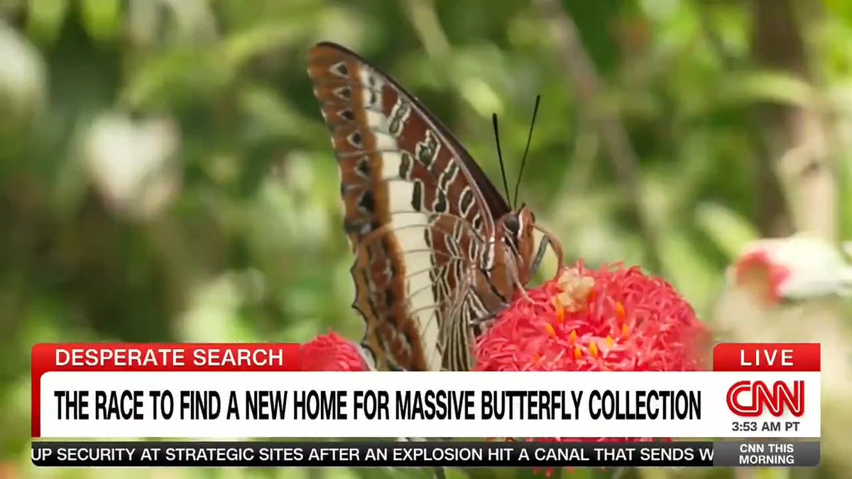 Who wants to buy 4 million butterflies? A man in Nairobi has been collecting 🦋 for decades and he's ready to sell but can't find a buyer. There's a catch... l went to see the local lepidopterist who has probably the world's largest private collection of butterflies