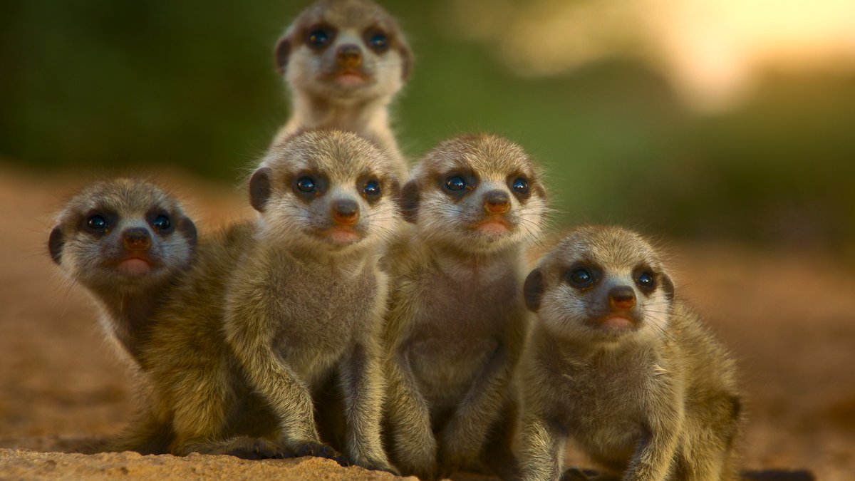 Welcome to the animal kingdom, it’s a jungle out there. From BBC Studios comes a 10 part docuseries revealing never-before-seen footage of wild animals getting wild. #TheSecretLivesOfAnimals — Streaming December 18 on Apple TV+