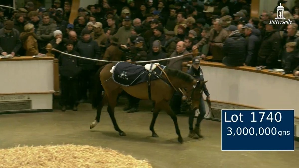 Believing is bought by M V Magnier for 3,000,000gns from Highclere Stud at the #TattsDecember Mares Sale. Highclere & George Boughey Racing's top rated sprint filly in training in Europe is a multiple Group winner and has been placed in Group 1 company on four occasions.