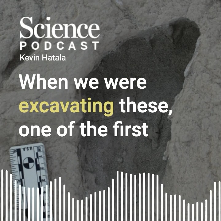 In this week's #SciencePodcast🎙️, Kevin Hatala joins Meagan Cantwell to discuss fossil footprints unearthed in the Turkana Basin of Kenya. 🎧 Listen here: