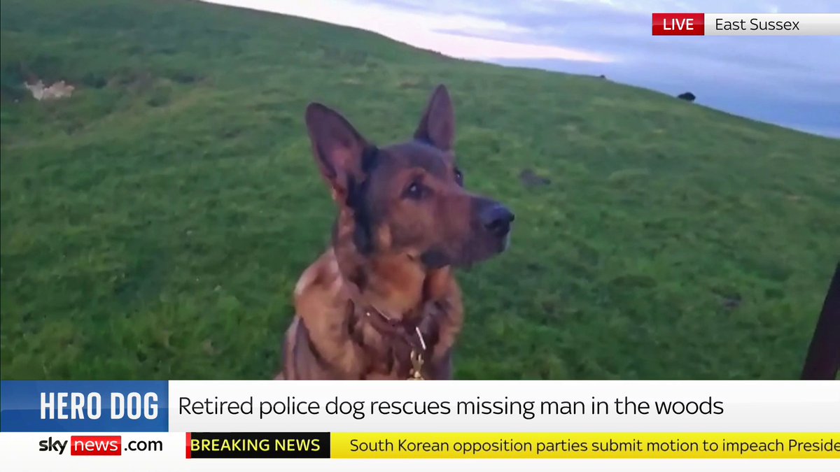 Just call him Bear, the lifesaver! A retired police dog who remembered his training and tracked a vulnerable man while out on a post op walk. You can support former police dogs like Bear here: #KayBurley SS