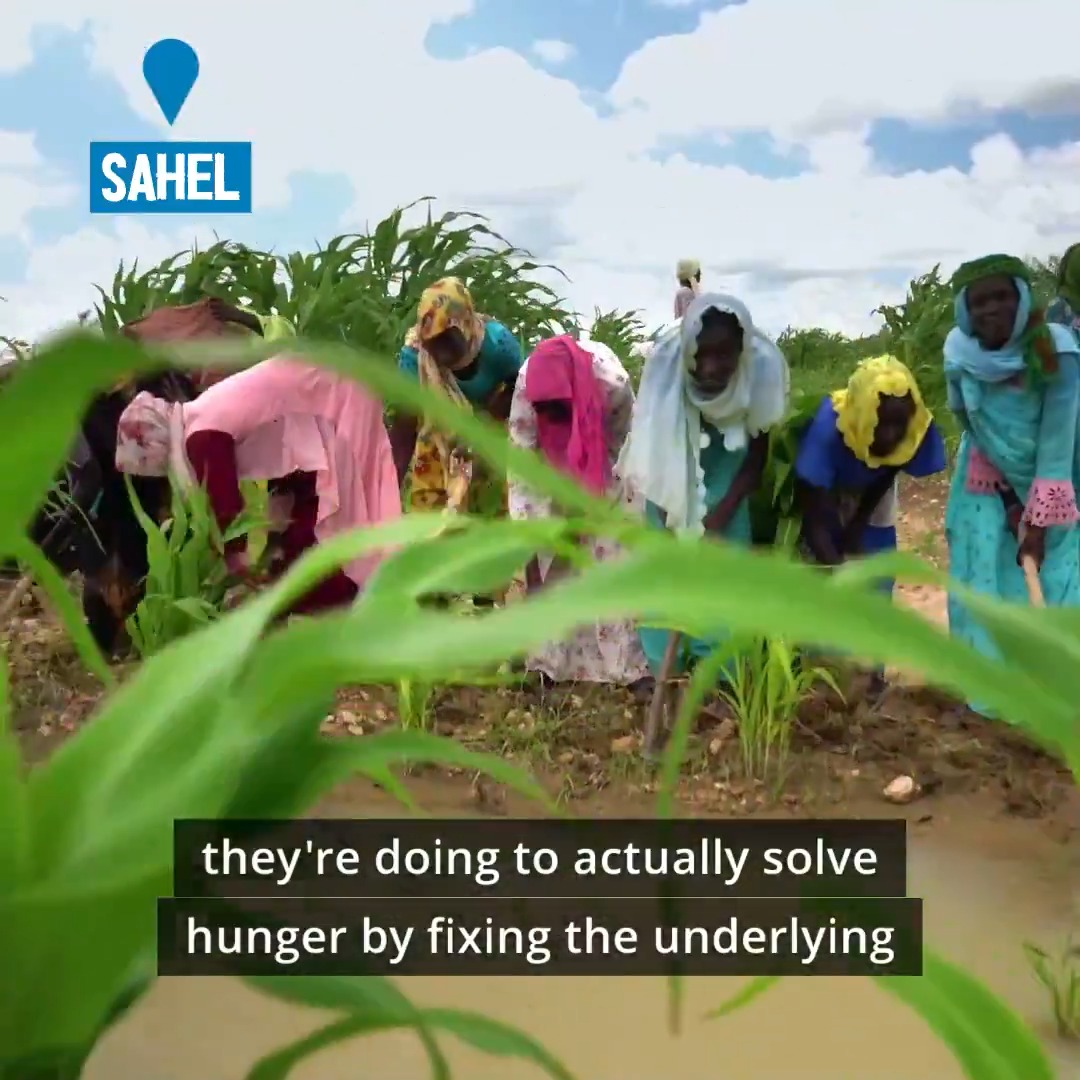 🌱 Witness ecosystem restoration in action! WFP-supported communities across the Sahel are transforming barren lands into fertile fields &amp; carbon sinks. Tackling hunger, climate change &amp; biodiversity loss 🌍💚 Watch to learn more from Andrew Millison ⤵️ #COP16 #LandRestoration
