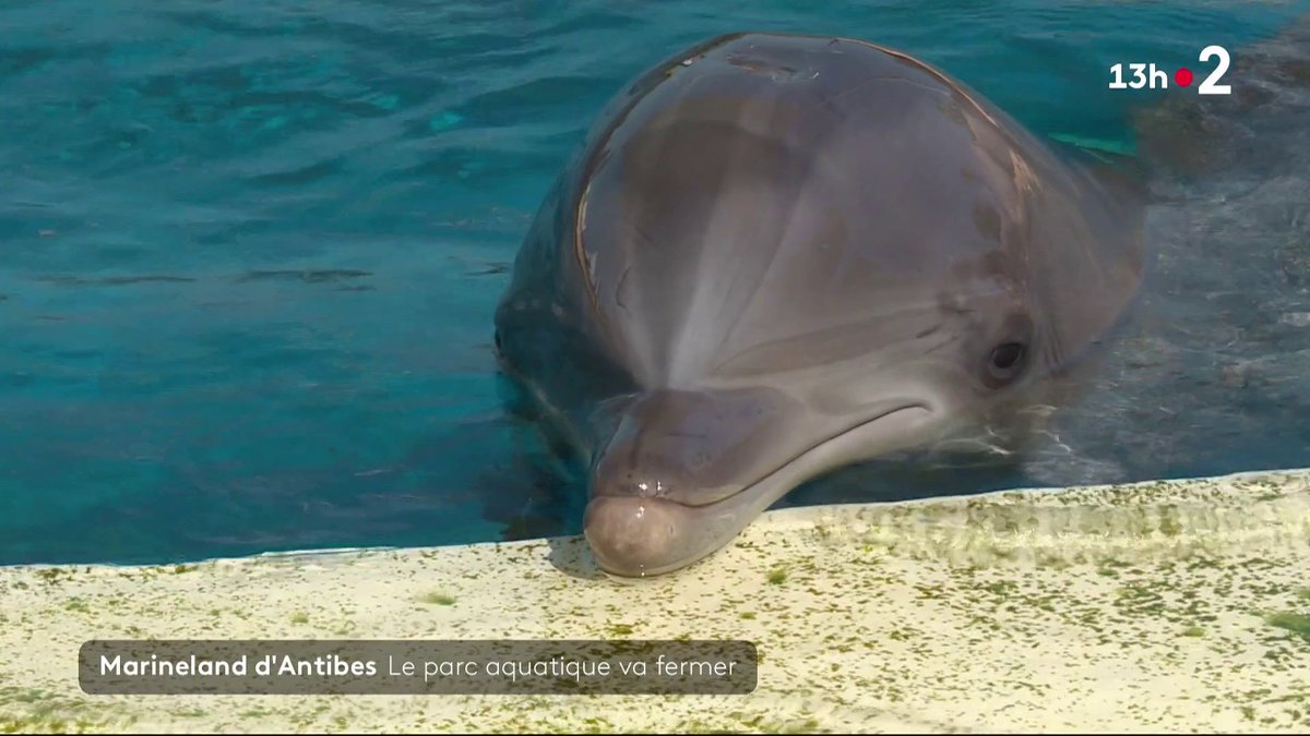 Après 54 ans d'activité, le célèbre Marineland d'Antibes fermera ses portes le 5 janvier prochain. La direction invoque la nouvelle loi qui interdit les spectacles de cétacés. ▶ #JT13H