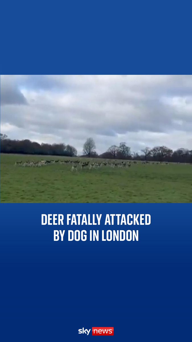 Police are looking for the owner of a dog that is thought to have chased and killed a deer in Richmond Park.