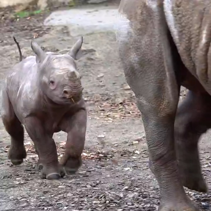 Happy birthday Tamu! This tiny tank is one today