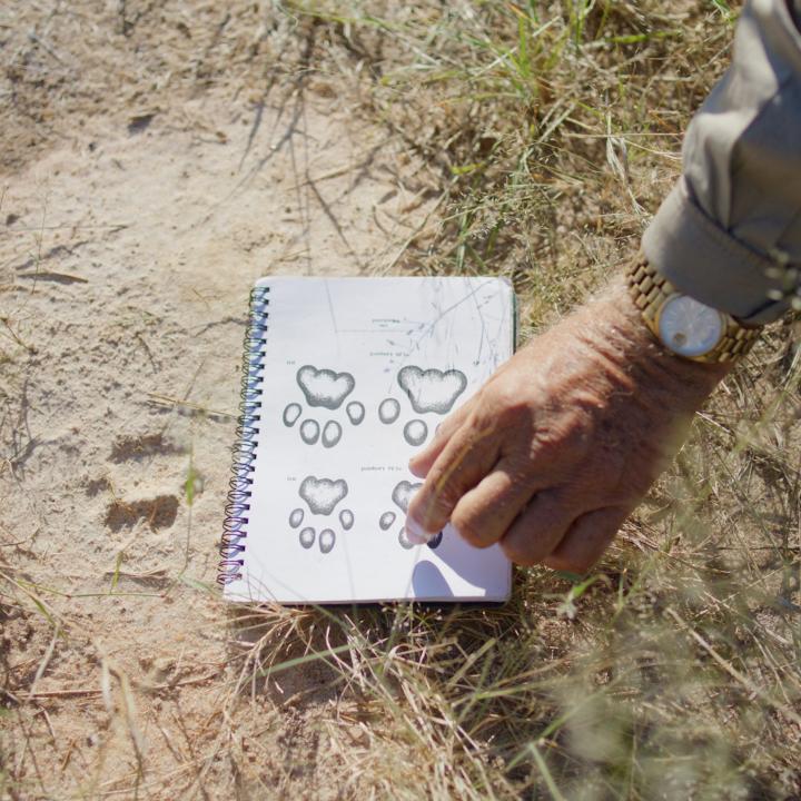 An update on the ancient art of tracking. Louis Liebenberg is releasing CyberTracker Online, an app based on his 1998 Rolex Award-winning software that uploads real-time data. A new opportunity for managing vulnerable species. More #PerpetualPlanet