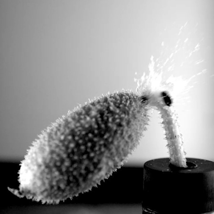This high-speed video of squirting cucumbers’ seed dispersal helped researchers figure out exactly how they achieve this explosive feat. Learn more in #ScienceAdviser: 📩 Sign up for the free #newsletter: