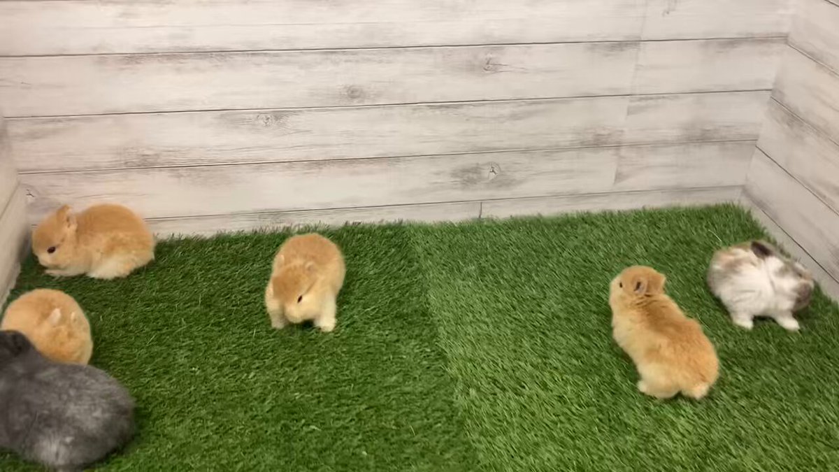 こんにちは！かねみつです ぴょんぴょん元気な子うさぎ達🐰 12/5(木)営業時間は13:00～20:00です！ ご来店お待ちしております！ #うさぎとCafe #うさぎ専門店 #うさぎカフェ #動物カフェ #こうさぎ