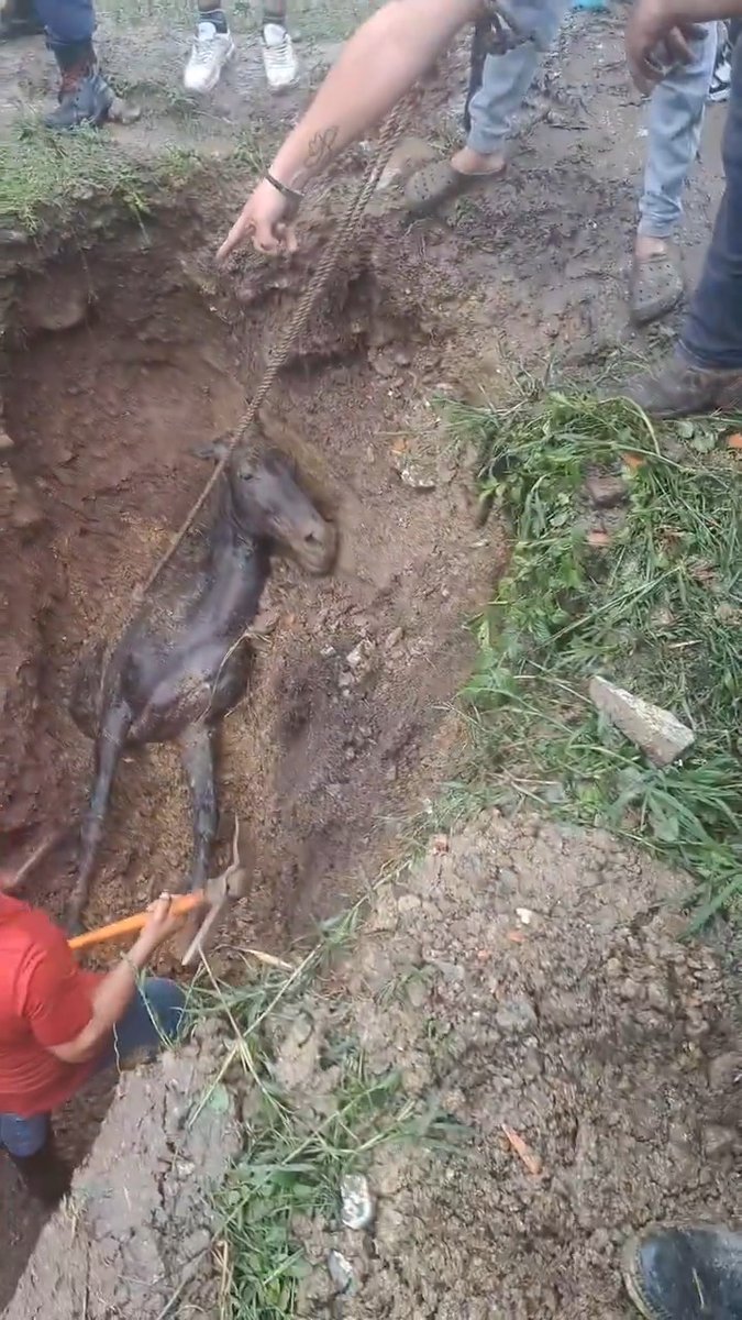 His owner thought he had died so he buried him alive. Thankfully, some passers-by noticed and did something about it. Horses are really smart, he will remember everyone who saved and helped him.