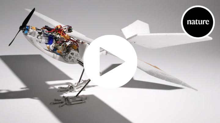 A paper in nature presents RAVEN, a robot with bird-inspired legs that can jump into flight, walk on the ground and hop over obstacles. The design could enable the deployment of aircraft in complex terrains.