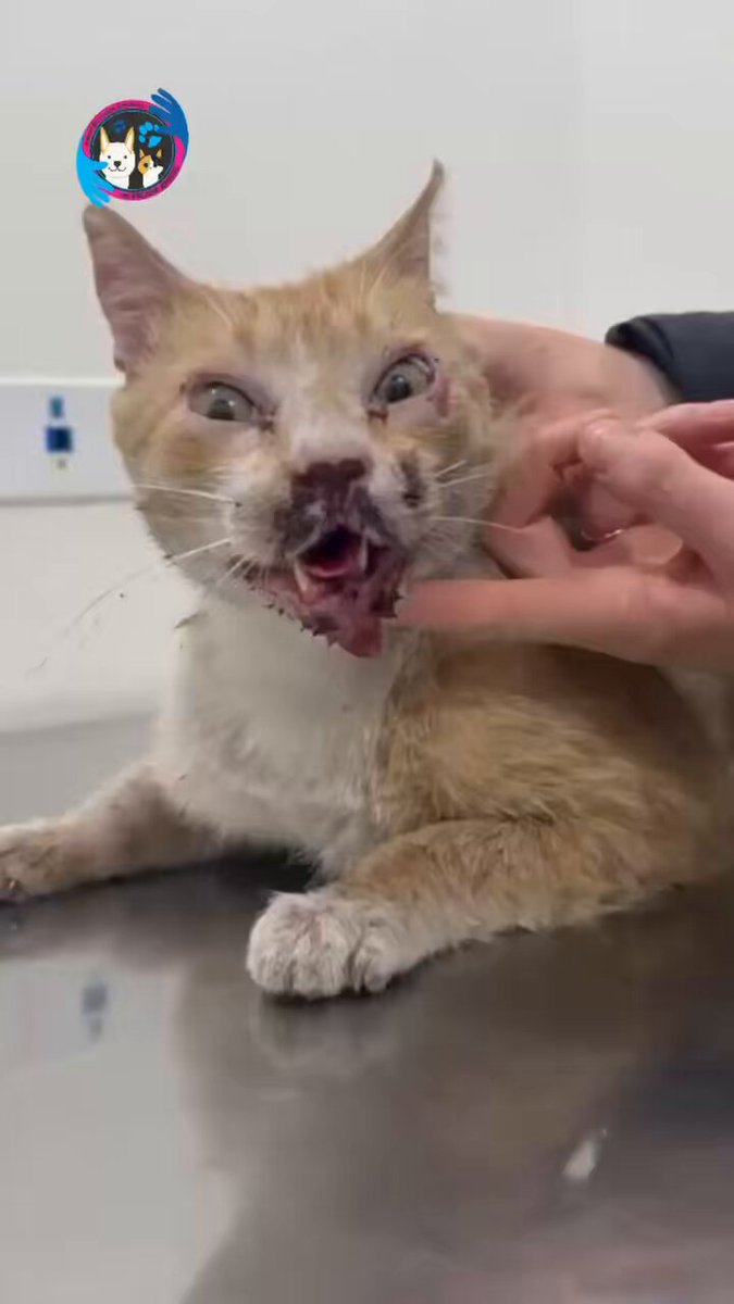 Zidane, el hermoso gatito que encontramos con la mandíbula y paladar fracturado en el Centro de Acopio de Chiquinquirá y modelo del calendario 2025 hoy busca hogar, es hermoso, tierno, negativo a virales 💙💙💙 es un grandote con un amor inmenso, si alguien quiere darle una oportunidad más de vida por favor escribirnos al WhatsApp 📲 3118009018 💙😻 Y si deseas comprar el calendario por favor escríbenos al WhatsApp 📲 3207255125