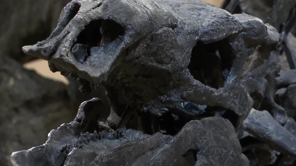‘Apex,' a near-complete Stegosaurus, made its grand debut at the American Museum of Natural History, offering visitors a remarkable glimpse into the Jurassic Period