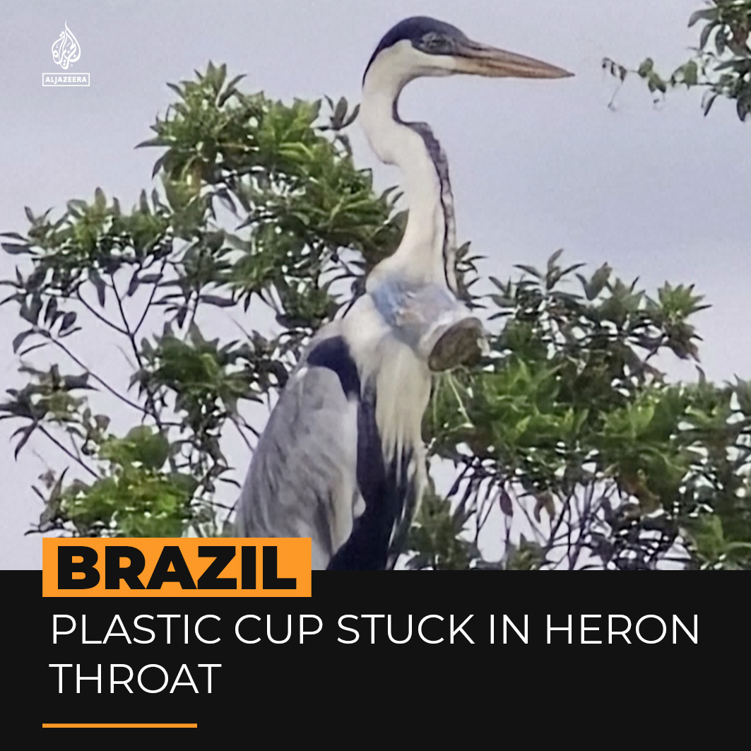 A Brazilian biologist who spotted a heron with a plastic cup stuck in its throat is on a mission to find the bird and save its life.