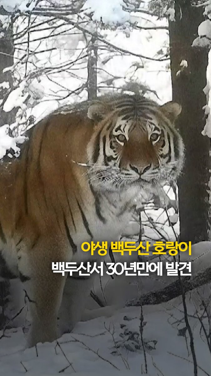 백두산서 30년만에 야생 백두산호랑이 발견 #shorts