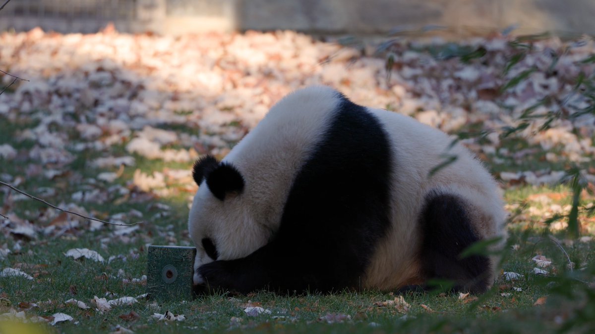 🐼🍏 Playing with your food is *always* allowed at the Zoo! In the wild, giant pandas spend much of their time looking for the perfect bamboo stalks to eat. To encourage Bao Li and Qing Bao to search for their Zoo diets, our giant panda team comes up with creative ways to make mealtime fun. In addition to bamboo, treats—such as diced fruits, vegetables and panda bread—are scattered throughout the habitats. . . . 🐾👀 They’re also hidden inside puzzle feeders—toys that are built to withstand the bears’ teeth, claws and pounces. To get the food out, the pandas chase, spin and push the feeders until they reap their rewards. Bao Li and Qing Bao seem to enjoy any toy that they can swat around, jump on top of, or carry around their habitat. . . . 🐾 Follow #DCPandas for updates, and meet our pandas when they make their giant debut Jan. 24, 2025. LEARN MORE: