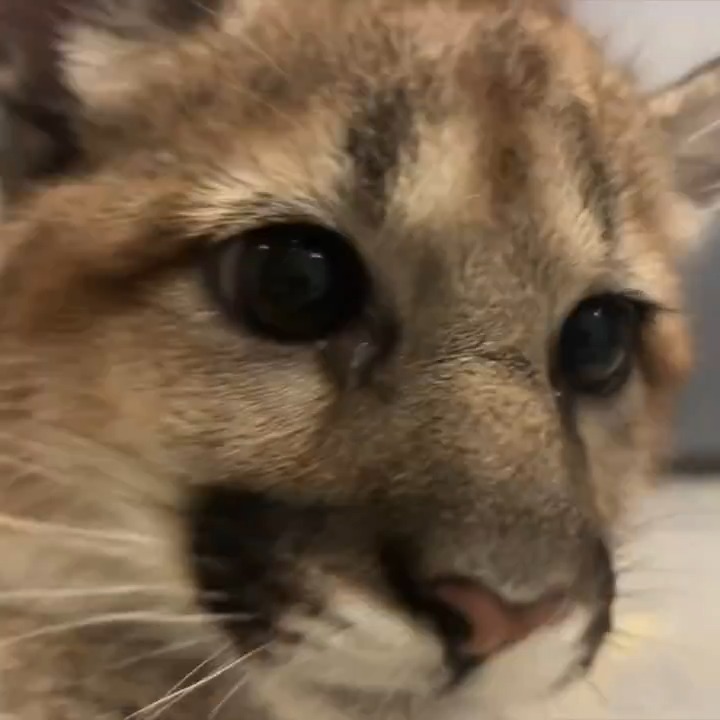 A pair of orphaned cougar cubs is settling in behind the scenes at the zoo.