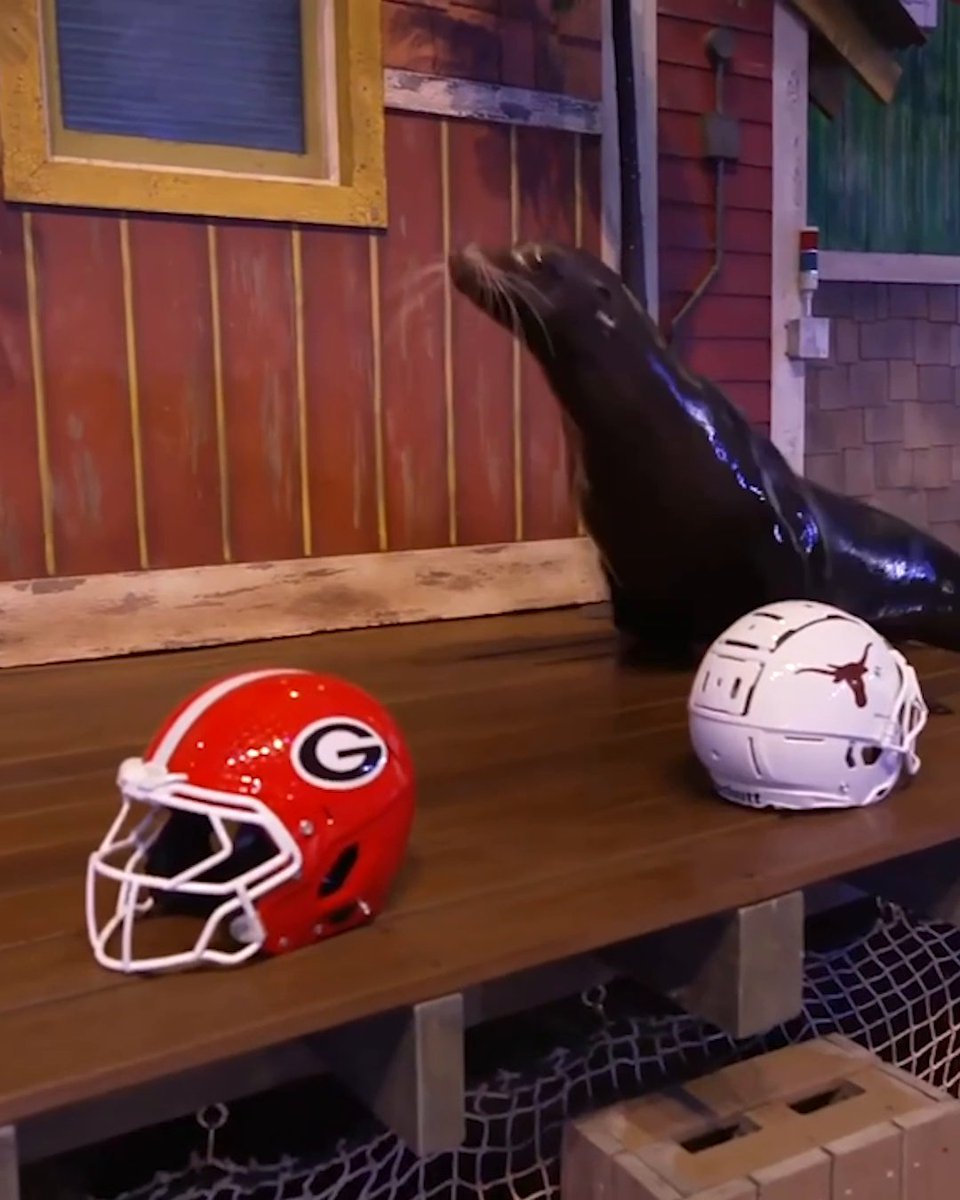 .Georgia Aquarium's sea lion, Jupiter, made a BIG pick for the SEC Championship winner 👀