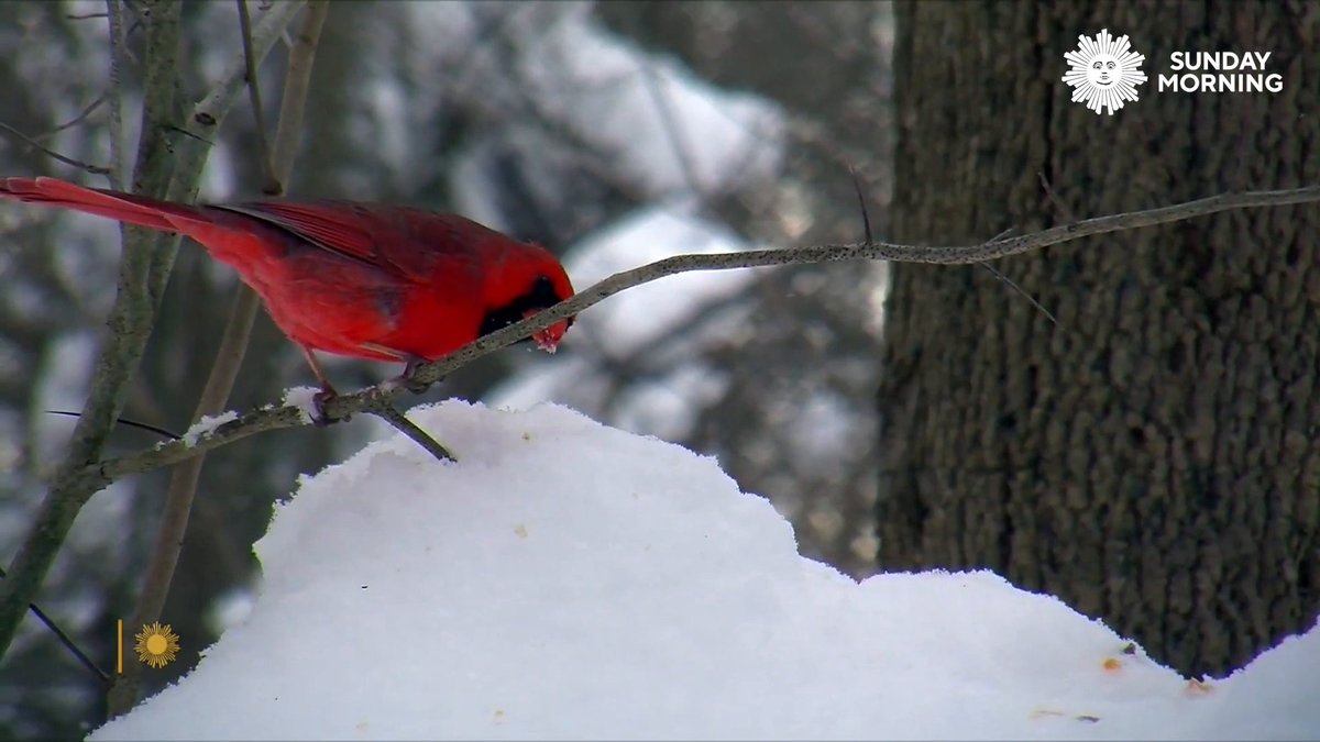 Take a moment to relax and listen to birds chirping in the snowy Reinstein Woods Nature Preserve in Depew, New York. Videographer: Carl Mrozek.