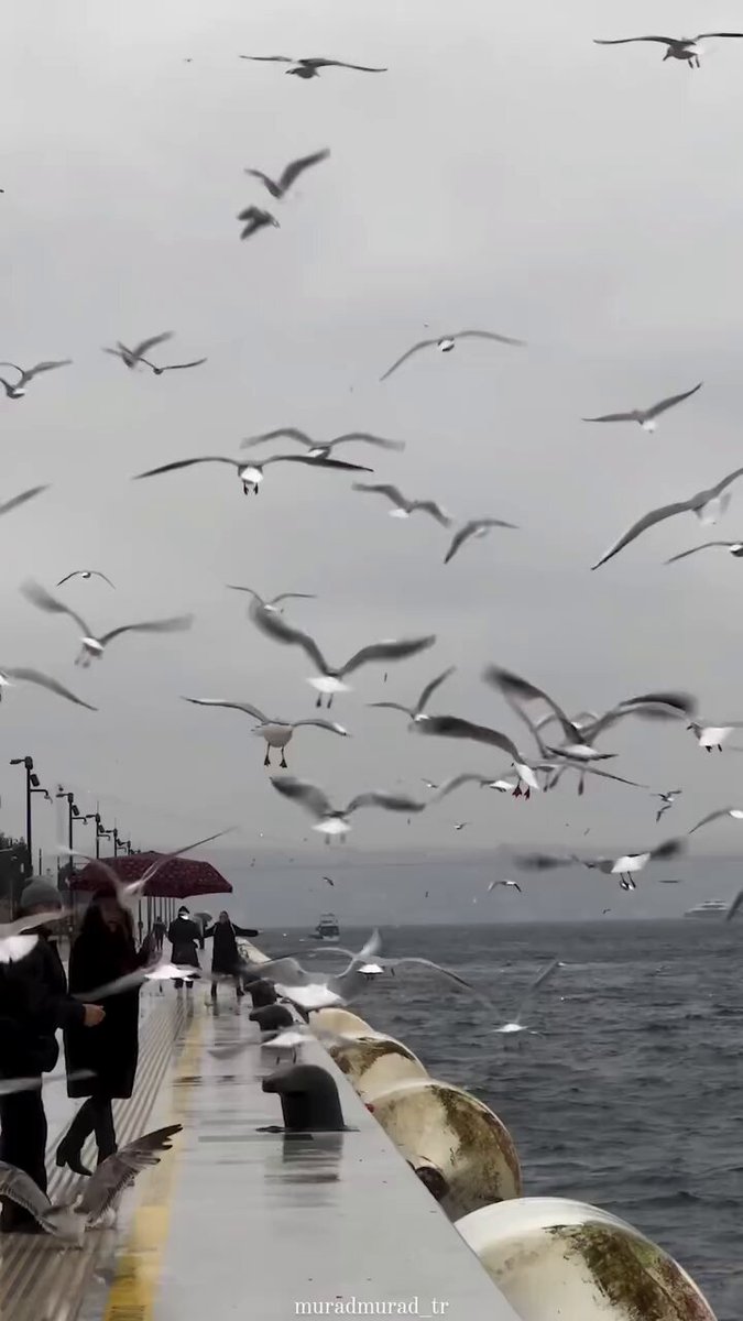 من الأحياء الجميلة المطلة علي البسفور بالقسم الاوروبي من اسطنبول 🇹🇷 📍حي أرنافوتكوي ✨Arnavutköy✨ 🚩حي مشهور بلأبنية الملونة والكافيهات والمطاعم المنتشرة بالشوارع والحارات واطلالته الرائعة علي البسفور