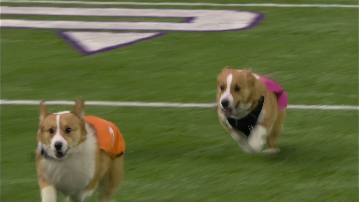 CORGI RACING TIME! 😍