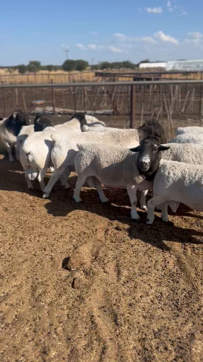 Ladies and gents, we have 9 Dorper rams available for your consideration. Our prices start from R7 000.00 each. Call me on (083) 293-6102 should you be interested. Delivery can be arranged.