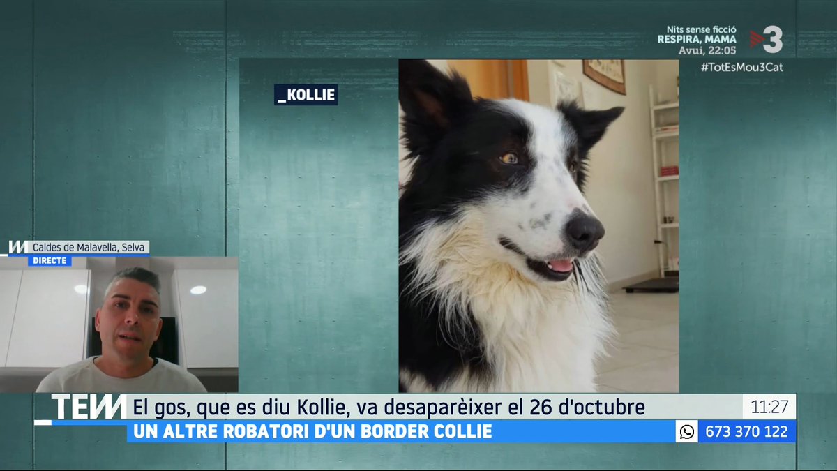 🔴 Ja són sis els border collies robats a Girona. Es tracta d'una raça que es ven a preus alts a internet "Feia cinc anys que teníem la Kollie", Benjamí Fernández, propietari del gos robat a Caldes de Malavella #TotEsMou3Cat ▶