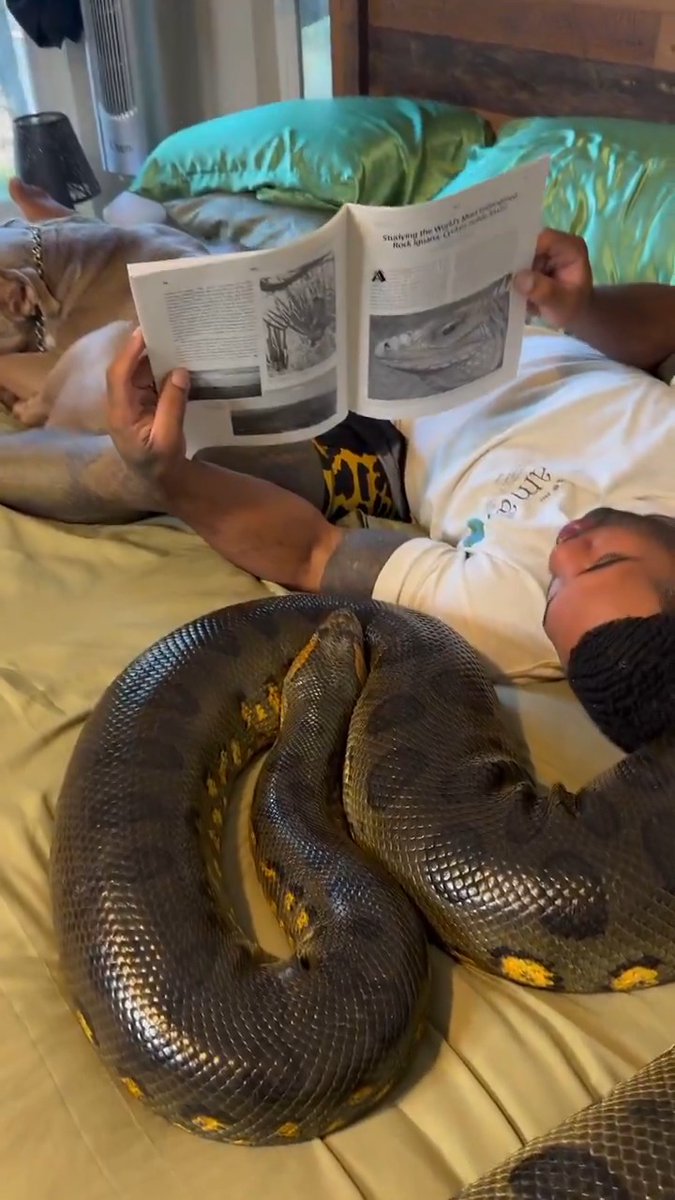 This is very dangerous for this guy and his dog. A fully grown python like this one can squeeze with the force of about 12 grown men.