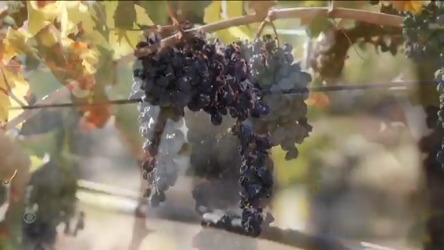 California's wine industry is in decline as people are drinking less alcohol than past generations, leaving vineyards with too much supply and not enough demand. Experts are recommending ripping out 50,000 acres of vines, more than 8% of all the vineyards left in California.