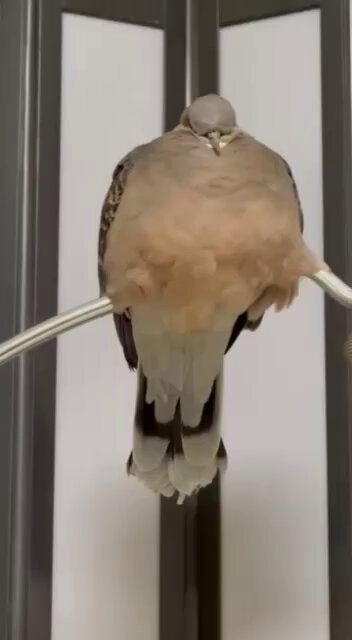 初めて発見されたスライドバト。その映像がこちらです。 #キジバト