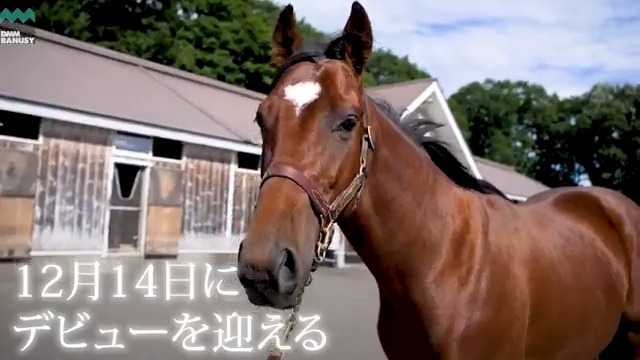 #レイデアンジェロ が 12月14日(土) 中山競馬場 第5レース 2歳新馬 (芝2000m、12:30発走)でデビューします! デビュー戦の前にスペシャル動画をぜひご覧ください! #BanusySpecialMovie