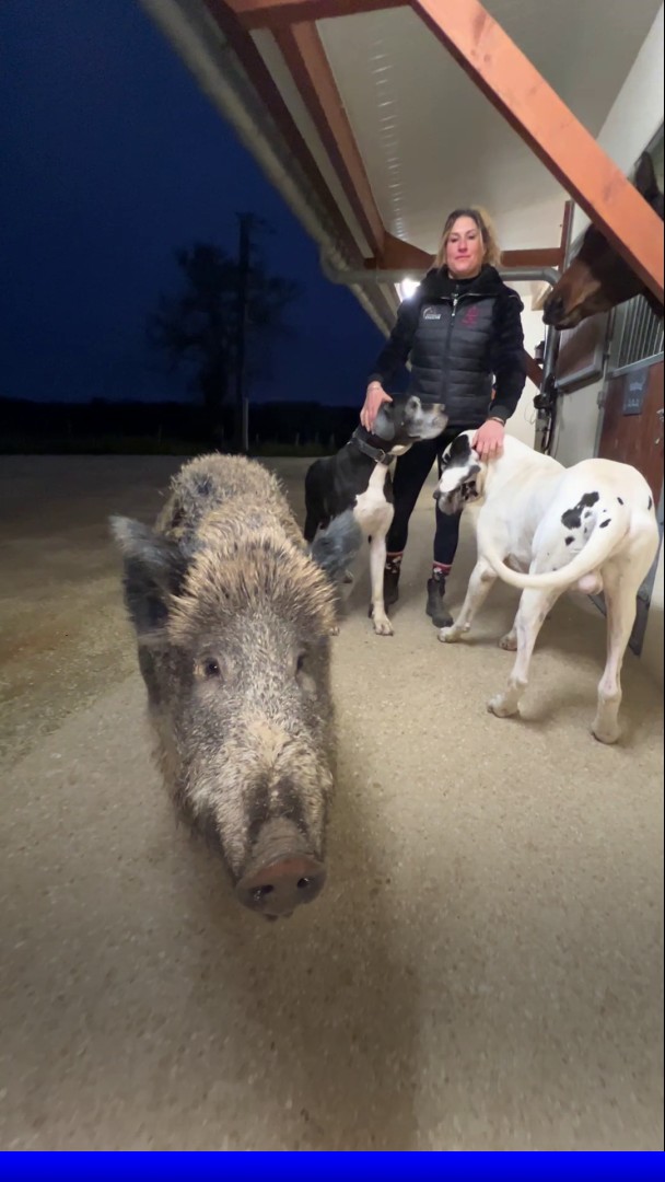 🐗 Il y a un an, Élodie recueille Rillette, une laie (sanglier femelle) L'animal risque aujourd'hui l'euthanasie et sa propriétaire un procès, une amende et même une peine de prison ! @CedricFaiche est allé à sa rencontre #SauvezRillette