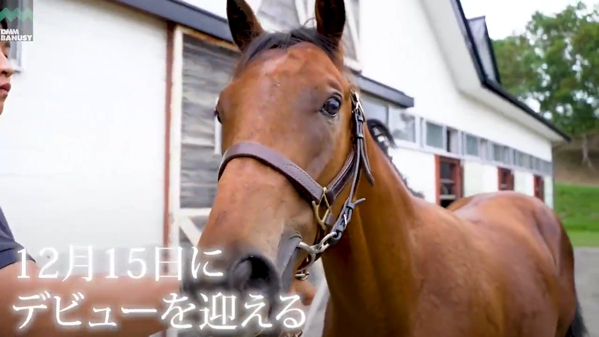 #ヘヴンリーゴール が 12月15日(日) 中山競馬場 第5レース 2歳新馬 (芝1600m、12:15発走)でデビューします! デビュー戦の前にスペシャル動画をぜひご覧ください! #BanusySpecialMovie