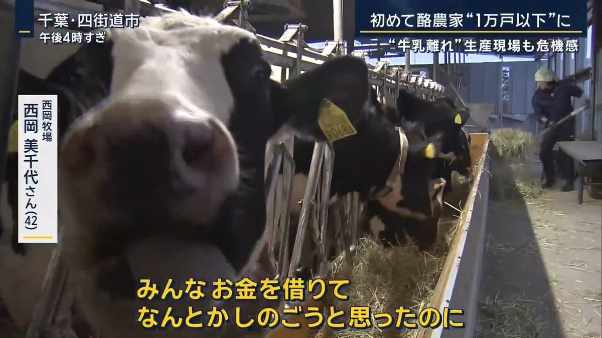 【「牛乳飲んで…」酪農家 初めて1万戸以下に】 千葉県などが牛乳の無料配布イベントを開催 学校給食がなく、牛乳の消費が落ち込む年末年始にもっと飲んでもらおうと企画 ▼牛乳の消費量は1990年代以降 急激に減少し、ほとんど回復していない状況 2009年 全国の酪農家は2万戸以上 →今年初めて1万戸を下回る（6割が赤字） 西岡牧場 西岡美千代さん 「コロナが終わり、酪農の景気も戻ってくると思ってみんなお金を借りてなんとかしのごうと思ったのに、なにも戻っていない上に円安でジリジリ厳しくなっている。来年あたり離農が加速してしまわないか心配」 ▼酪農家が減ると“スイーツ”にも影響が 千葉県の洋菓子店では15年以上取引してきた酪農家が廃業 菓子工房アントレ 高木康裕 オーナーシェフ 「酪農家が廃業に追い込まれ数が少なくなってくる。使える商品が少なくなる。必然的に価格も上がってくる。それ以外の食材も上がっている中で、それとともに（価格を）上げざるを得なくなってくる」 小麦や砂糖などの価格高騰もあり、こちらの店ではロールケーキが1本あたり約100円値上がり ▼専門家は「国の支援の必要性」を指摘 北海道大学 清水池義治 准教授 「日本の場合は農産物の生産コストを、価格の形で消費者が負担するという仕組み。 EUの場合は、農産物の生産コストの一部を国が負担する」