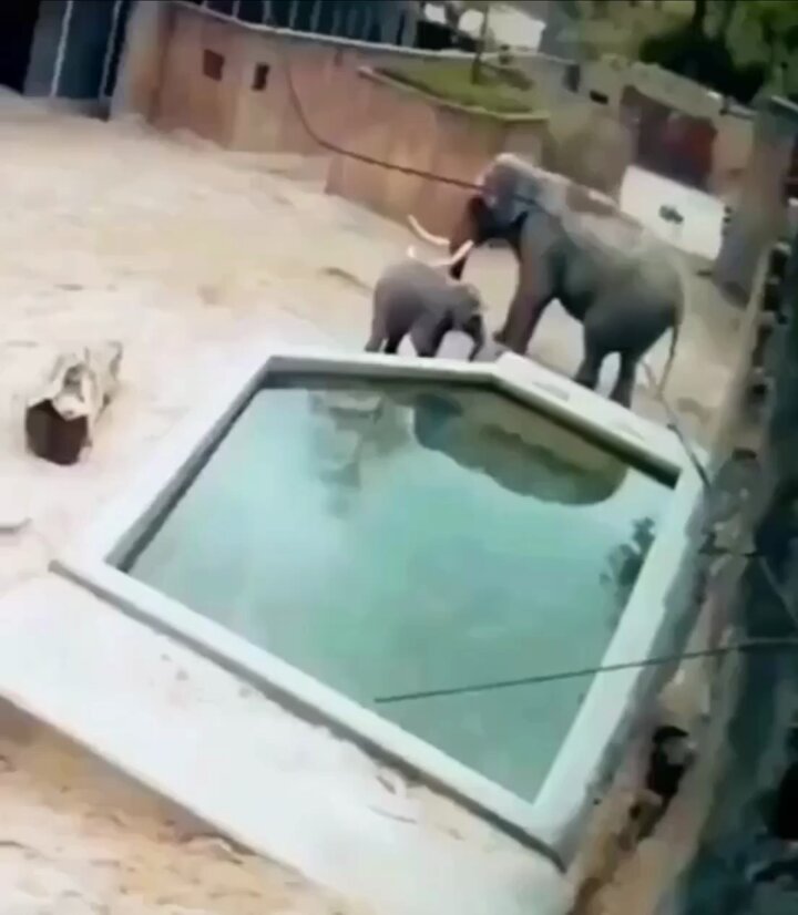 الفيلة الإناث أصبن بالرعب عند وقع الصغير في البركة بينما الفيل الأب يريد تعليمه( الفيلنة )المرجلة