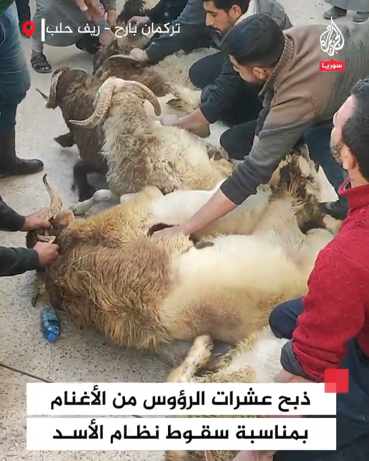 بمناسبة سقوط نظام الأسد.. ذبح 101 رأس من الأغنام في بلدة تركمان بارح بريف #حلب #فيديو