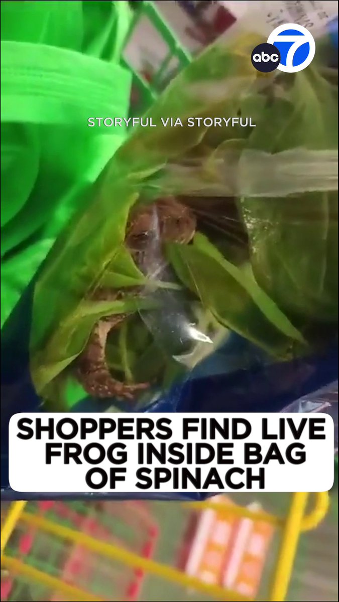 Two shoppers at a supermarket in Zacatecas, Mexico, got quite the shock when they found a live frog inside a sealed bag of spinach recently. 🤢🐸