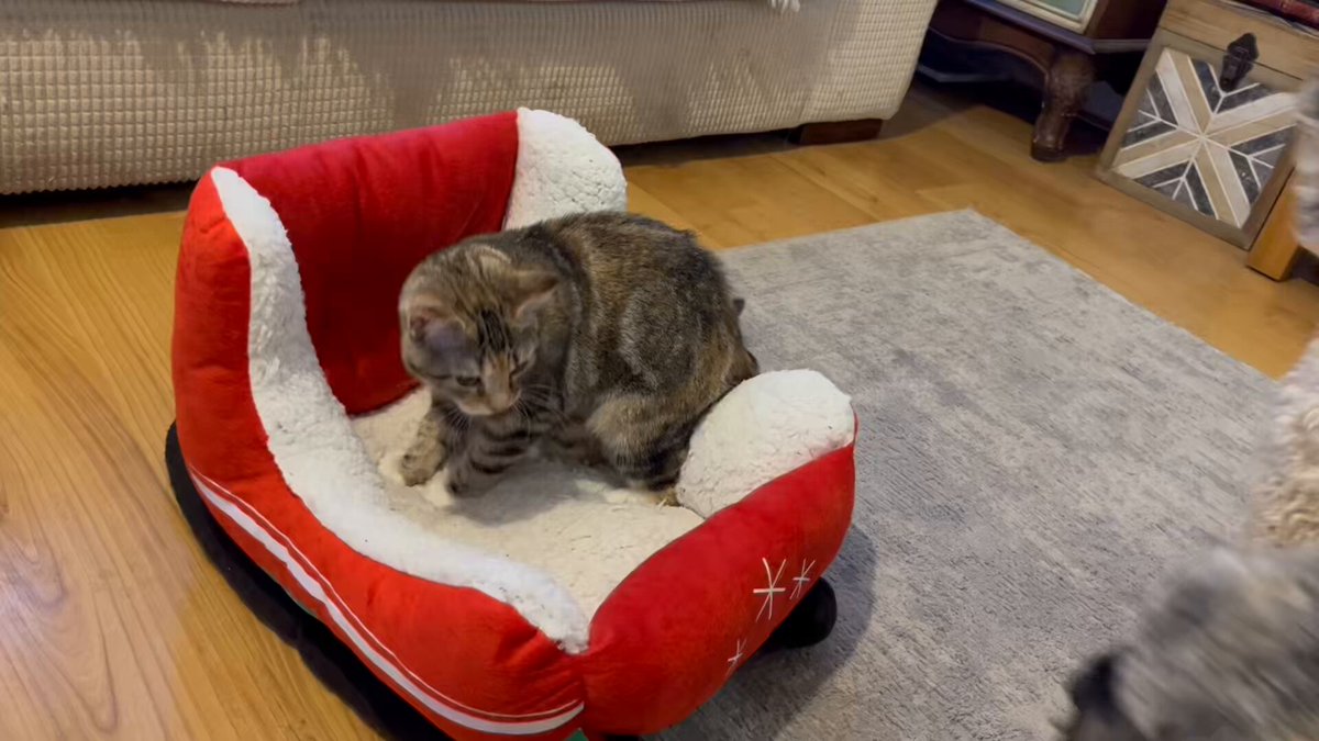 Friends! Prepare yourselves! We allowed our little Miss Cleo to be the first Kitten to try to Sleigh Bed. Baby Dog wanted to SUPERVISE. I was touched by the wonderful, tender moments between them. Baby Dog was clearly fighting all his instincts to make a Cleo Sandwich. The Big Question is, was the temptation too much for him? Part 2 tomorrow 🎅🏻 #Caturday #BabyDog #Cleo #SaturdayVibes #catsofX #dogsofX