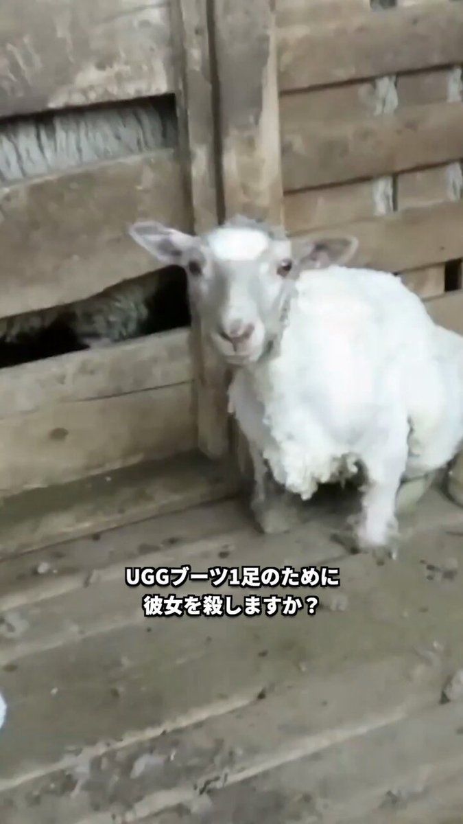 シープスキンの UGG® Japan ブーツを買うたびに、あなたはウール産業が優しくておとなしい羊を殺すためのお金を払っているのです😔 #アグ