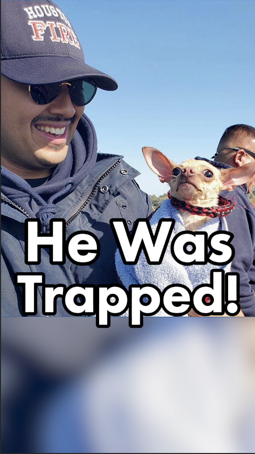 The government’s dramatic rescue of a chihuahua in Houston was widely praised. But when I tried to rescue a blind beagle trapped in a lab, not only did the government refuse to help, it tried to put me in prison. What’s the difference? #RightToRescue #Chihuahua #Beagle